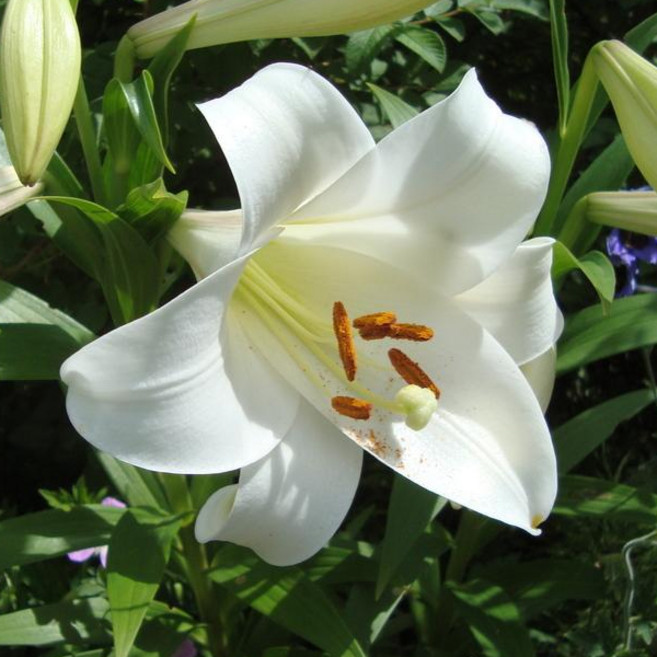 백합 구근 화이트 트라이엄프(White Triumph), 2개