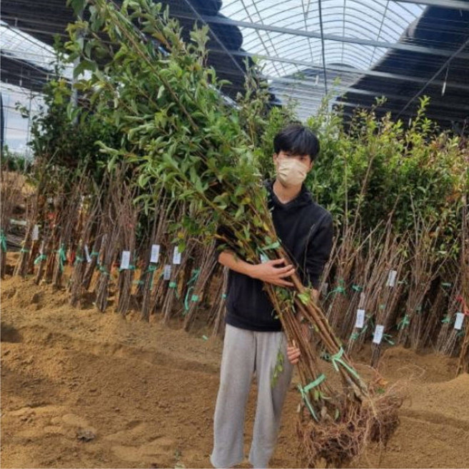 가을 자두나무 묘목 추희 접목 1년생 상묘 왕자두묘목, 추희자두 접목 상묘