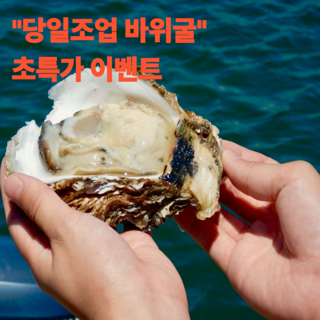 [역대급특가] 당일조업 바위굴 프리미엄 특품, 1박스, 3kg