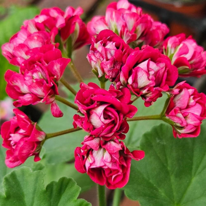 안녕두구동 플럼럼블러 제라늄 장미형제라늄 키우기쉬운식물, 1개