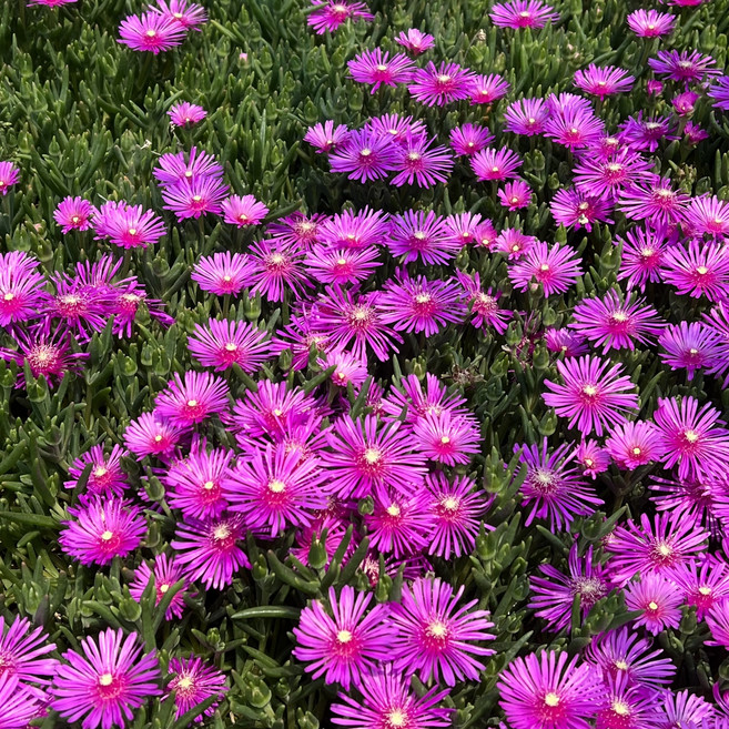 골드씨드 야생화 송엽국 30개 60개 120개 세트 저렴하게 구매 가능한 마지막 가을 기회