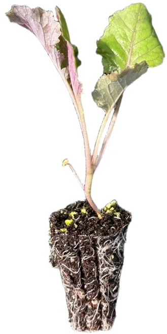 새마을총각 케일렛모종 오텀스타, 2개