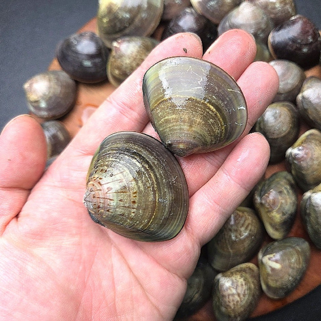 국내산 해감 백합 생합 조개 생물, 2개, 1kg