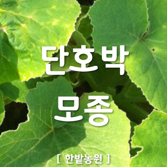 채소 모종 ~ 각종 묘종. 베란다 텃밭 세트 공기정화식물 허브 씨앗 채소모종 ~, H050 단호박 모종 1개