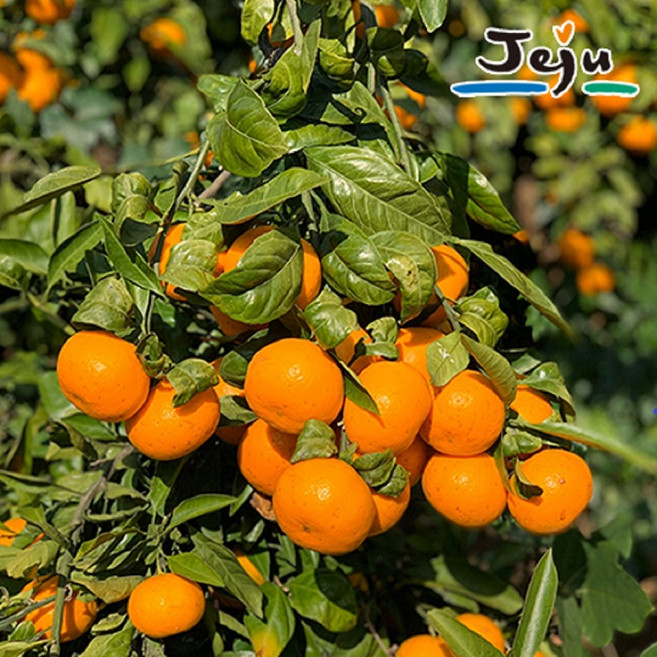 로얄청과 청정 제주 고당도 노지 감귤 산지직송 서귀포 귤 4.5kg 1box, 조생 노지감귤 중과(M~L) 4.5kg, 1박스, 1박스