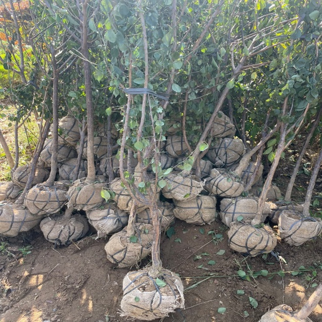 착한가격 나무생각 / 꽃매화(설중매) / 3년생 / 개화주, 1개