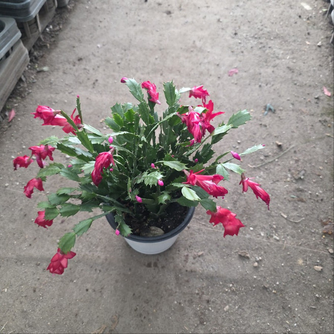 게발선인장 가재발선인장 중품 레드핑크 꽃피는 선인장 다육 식물, 1개, 기본