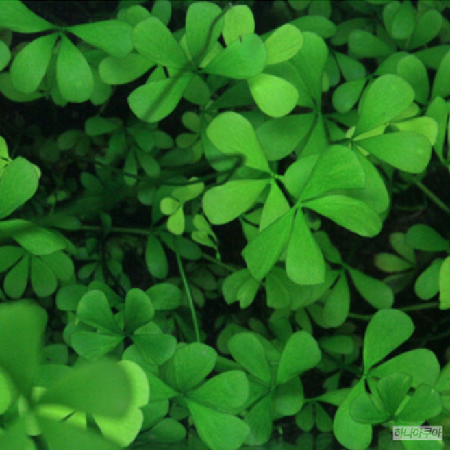 [수초대장] 오스트리안 크로버 (3촉) 중후경수초