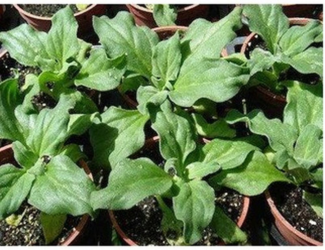 水晶冰花種子 (日本冰菜) 嫩葉可拌沙拉 口感爽脆, 1包
