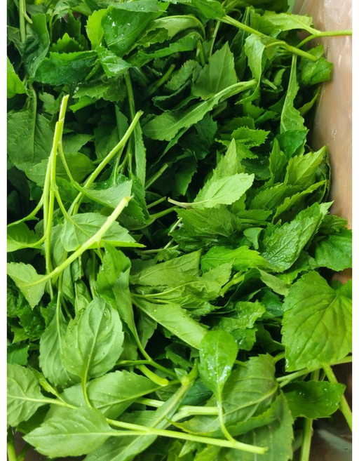 (산지직송)국산 생취 취나물 부지깽이 나물 봄나물 노지나물, 4kg, 1박스