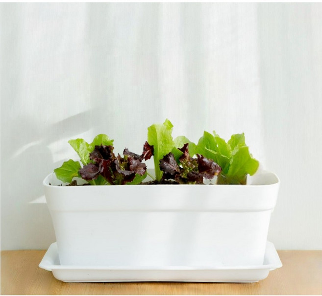 파머시카 상추키우기 베란다텃밭 화분 세트, 상추 화분세트(대)