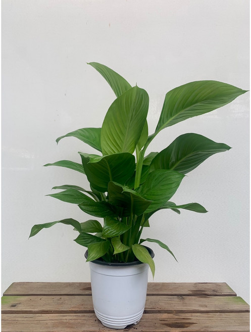 30~55cm 라임스파트필름 중품 85, 1개