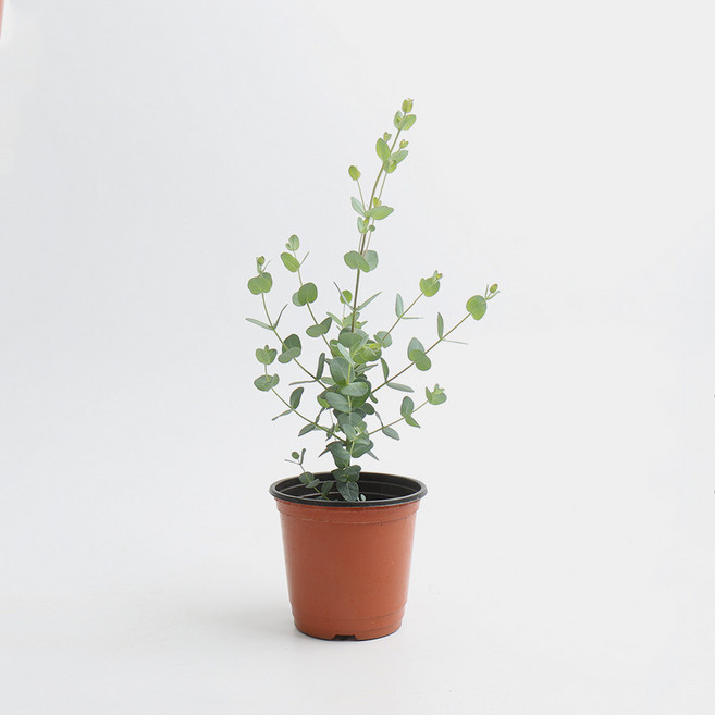 갑조네 유칼립투스 소품, 1개