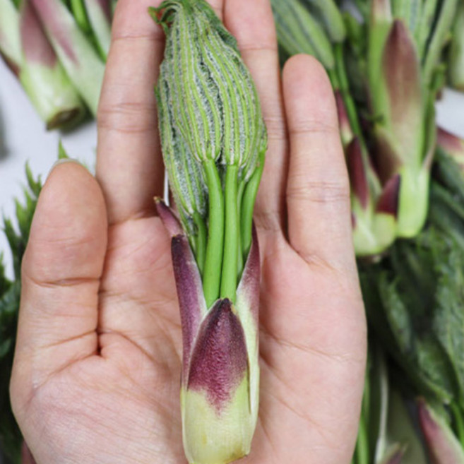 푸드꾸미 참두릅 엄나무순 오가피순 청송 봄 나물, 1kg, 1개, 엄나무순 1Kg