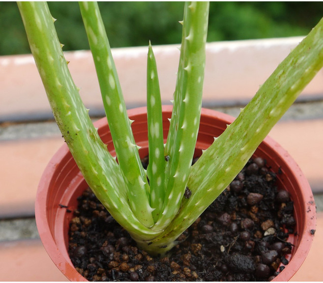 花樣渼栽盆栽生活館 吉拉索蘆薈 多肉植物 觀葉植物, 1個, 植株(裸根)+3寸盆土
