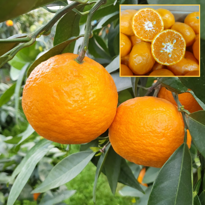 당일수확 국내산 제주 명품 카라향, 1박스, 2kg