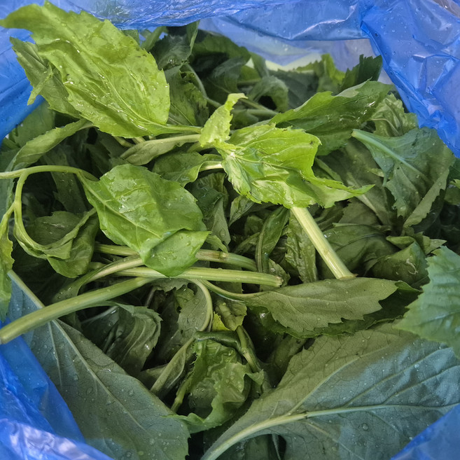 울릉도 취나물 부지깽이 봄나물, 1박스, 1kg