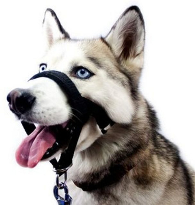 젠틀리더 대형견 입마개 강아지 머리 리드줄 ero*495sE, M, 1개