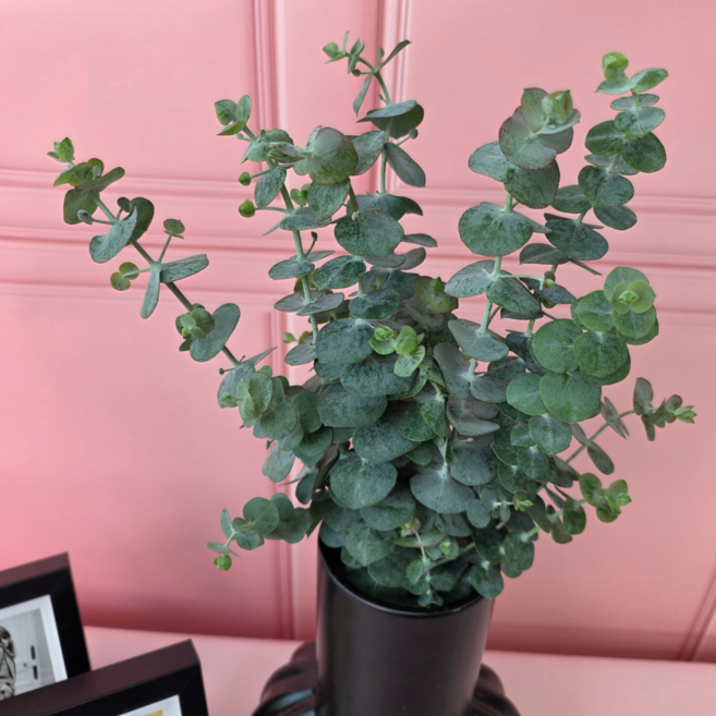 유스풀몰 소재 유칼립랜덤 반단 상품 생화 꽃다발 택배 꽃배달 싼곳, 유칼립 랜덤 반단, 1개