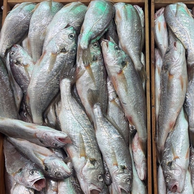 담백한 생조기 생물 백조기, 1개, 1kg