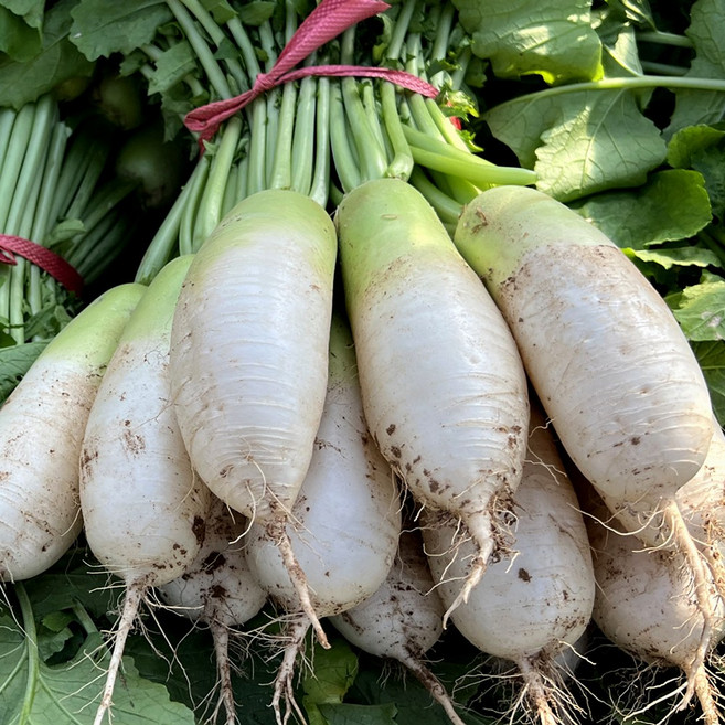 싱싱냠냠 제주 산지직송 못난이 햇 월동무, 1박스, 10kg 내외