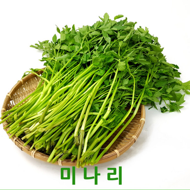 싱싱한 미나리4kg내외 싱싱지오, 4kg, 1박스