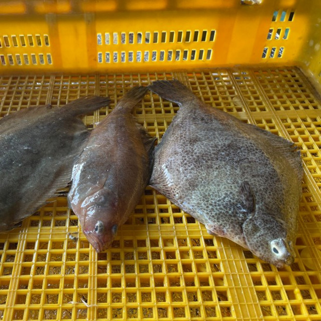 국내 조업 손질 구이 조림용 생선 가자미 도다리 외 잡어 1kg [원산지:국산(충청남도 태안군)], 냉동 자반고등어(대+중크기) 2마리, 1개