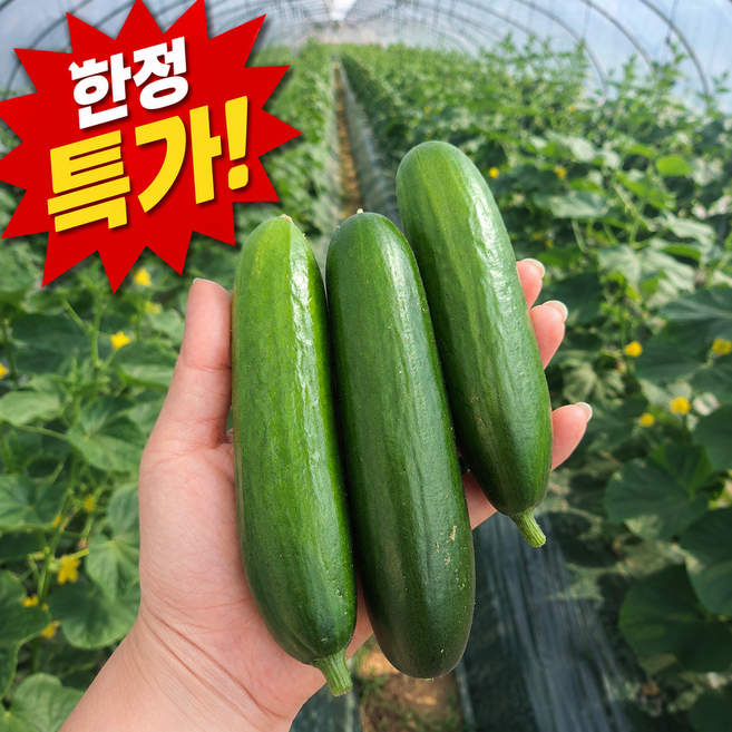 [산지직송] 당일수확 아삭 수분가득 미니 스낵 오이, 1개, 500g
