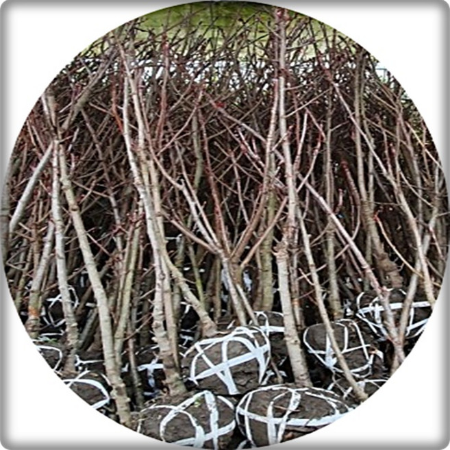 마가목/성목/큰나무/R5/가로수/정원수/화목류/약용수/경재수, 1개, 직립홍도화R5