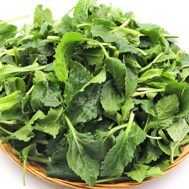 제철 햇 취나물 국내산 생나물, 1개, 200g