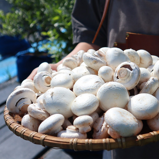 양송이버섯 2kg 못난이 당일수확 산지직송, 단품, 단품