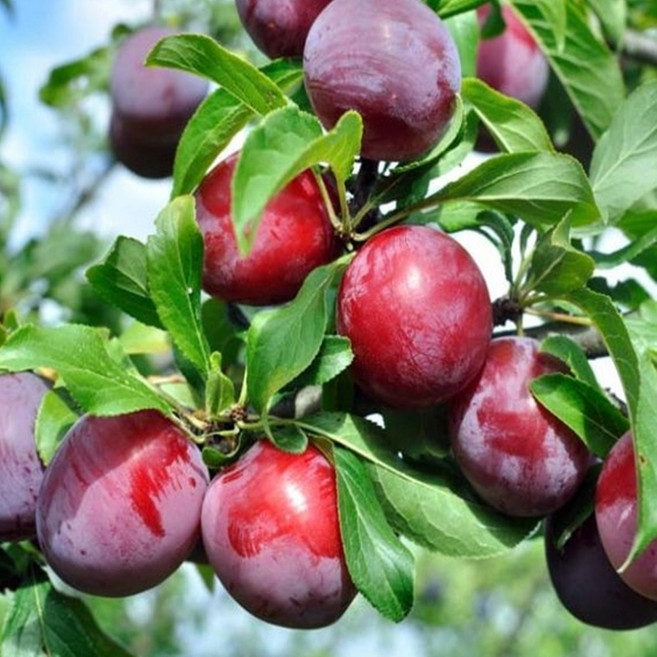 신맛이 적고 당도가 높은 자두 묘목/ 로얄대석 접목 1년 / 조생종/ 비가 와도 당 저하적다 / 매우 달콤한 맛이 좋음, 1개, /