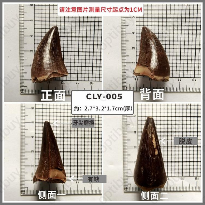 상어이빨 메갈로돈 암모나이트 화석 치화석 상어뼈, 대형 모사사우루스 이빨-005