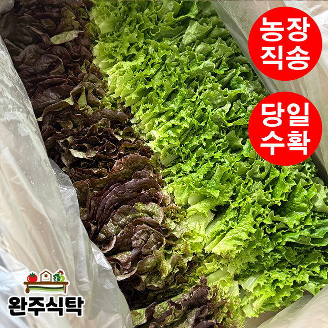 [당일수확] 반반상추 세트 농장직송 완주식탁 적상추 로메인 탑그린 청상추, 1kg, 1박스