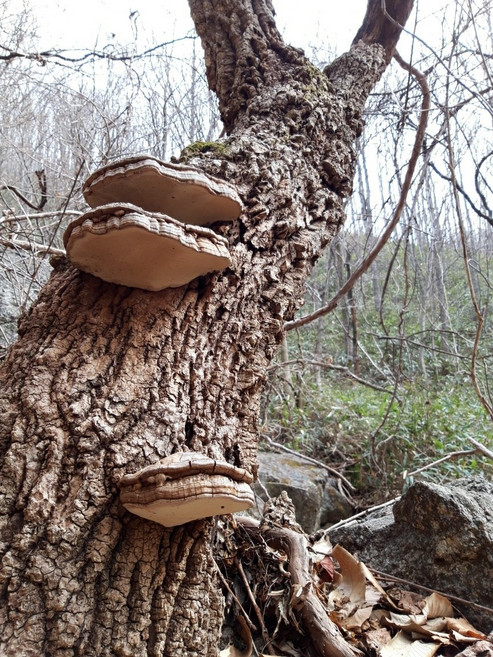 지리산 산청 약초 야생 말굽버섯 1kg (국내산 자연산 말말굽버섯) 말굽버섯차, 1개
