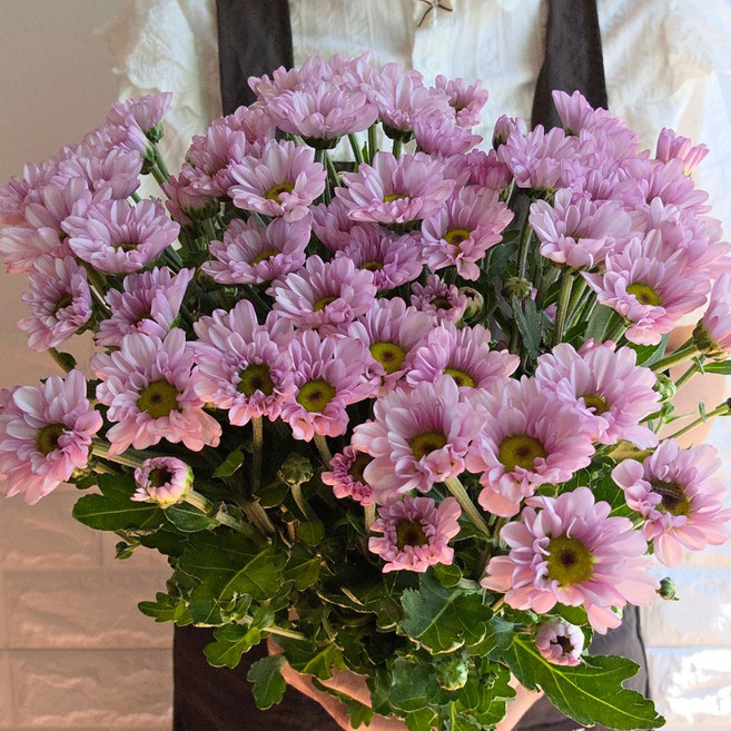 [하리꽃집] 소국 꽃 생화 꽃다발 싼곳 생화택배 양재꽃시장, 1개, 핑크