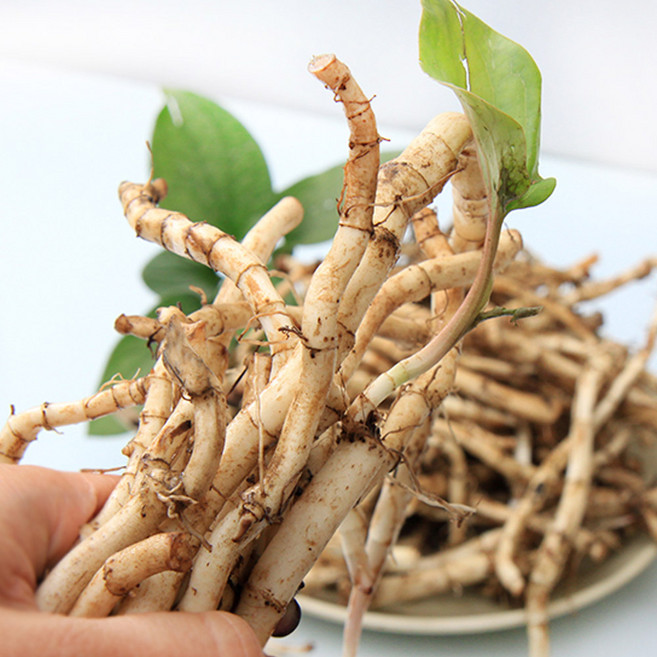 삼백초 모종 20포기, 1개