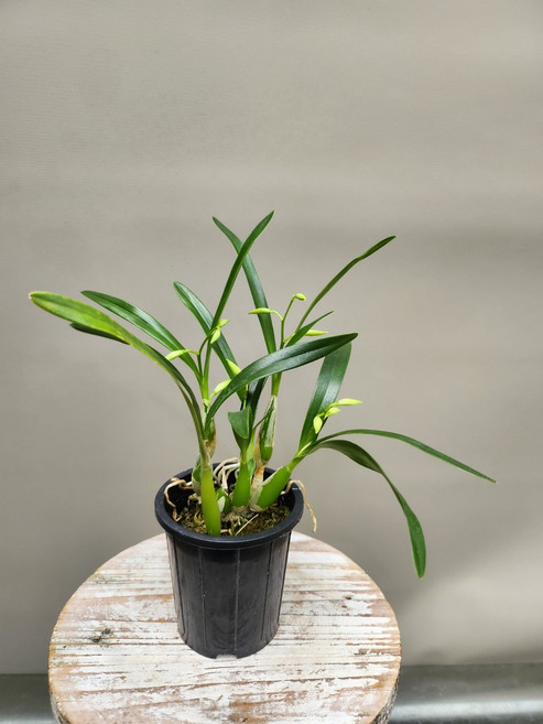 꽃대없음- 엔시크리아 칼라마리아 Encyclia calamaria, 1개
