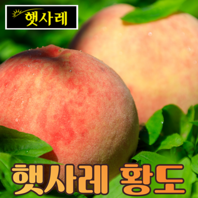 [햇사레] 복숭아는 햇사레가 최고! 당도보장 황도/백도 꿀복숭아, 황도 3kg 중과(12과내), 1개