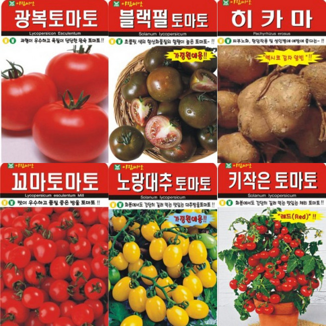 그린가든 AR5 아람 토마토 씨앗 (일반토마토 방울토마토 화분방울토마토 외), 양상추 1000립
