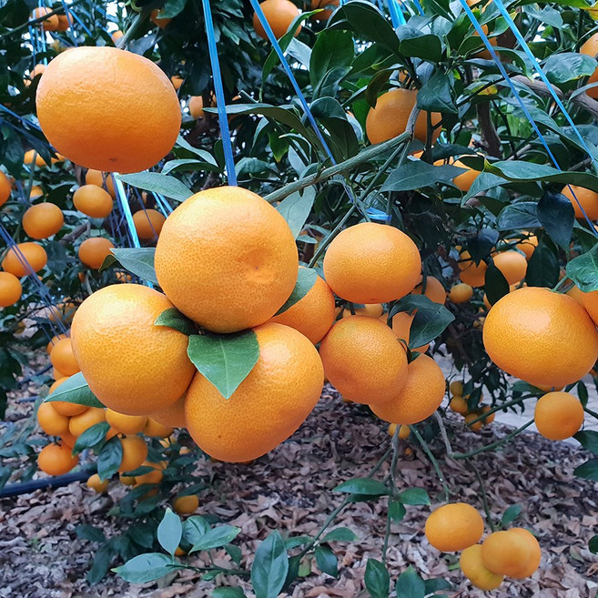 [제주한라농원]감귤묘목 3년생 우량품종 감귤나무, 3년생 조생감귤