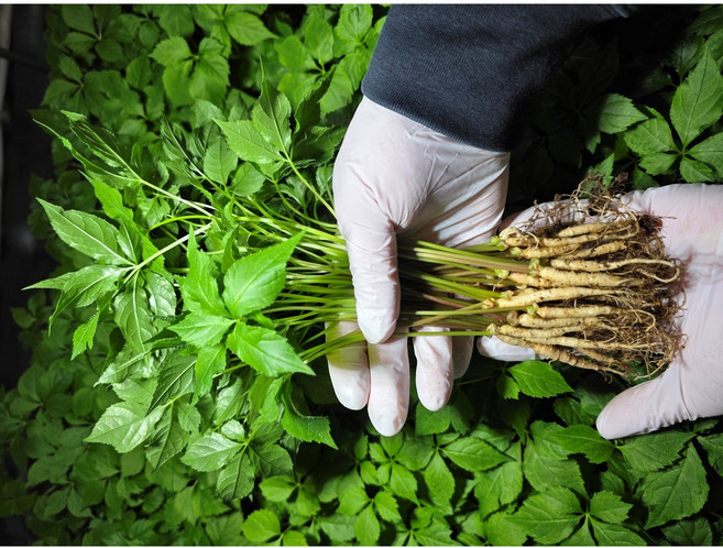 전남 장성 백호농장 50뿌리 100뿌리 새싹삼 새싹인삼 <1 미니> <1.5 소> <2 중>, 1g, 100개