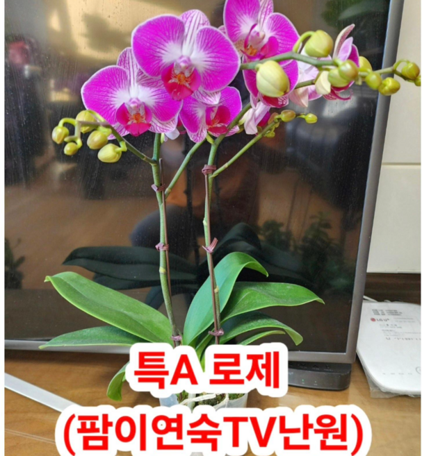 (팜 이연숙TV난원) 특A급 호접란 생화 로제 봉우리 형성중, 1개