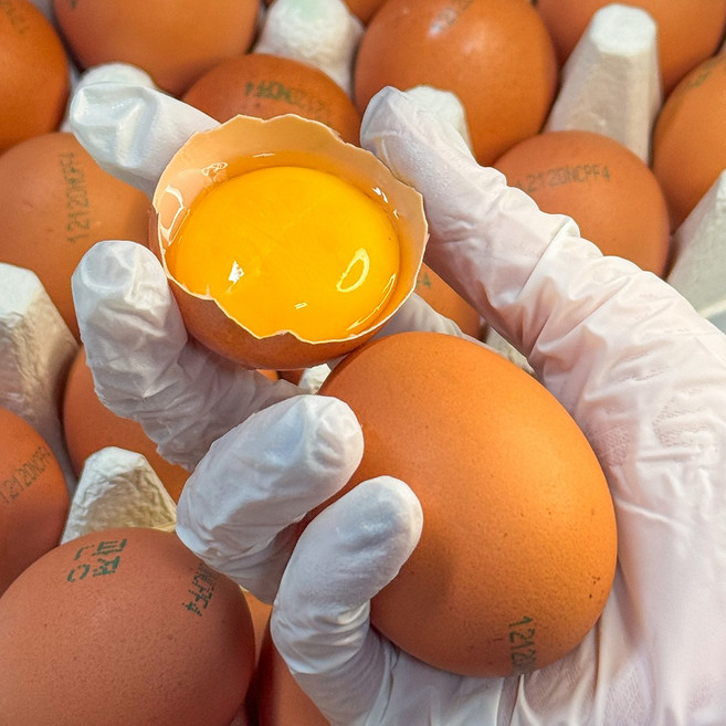 무항생제 계란 대란 달걀, 1개, 20구