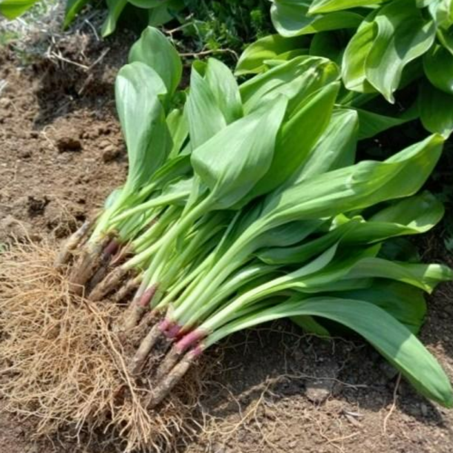 강원도 홍천 에서자란 울릉도 종 명이나물 모종 뿌리 종자 판매 토종 산마늘 잎 생잎 생채 자연산 명이모종 산나물 산명이 제철 수확 4년근 5년근 6년근 50촉 100촉, 500개