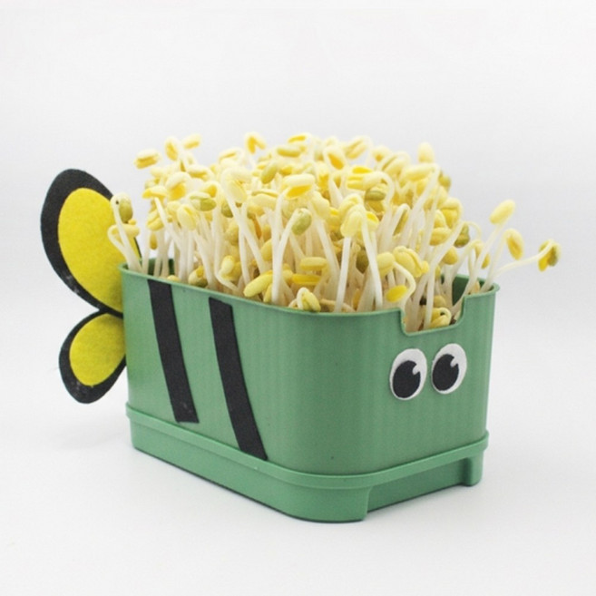 콩나물 키우키 사각시루 세트 국산콩 40g 콩나물 재배 기르기, 1개, 꿀벌 3개 세트