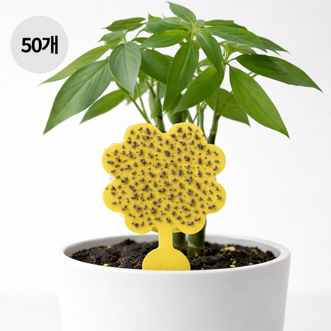 ROYAI ONE 벼룩파리 초파리트랩 테이프 끈끈이 제거 나방파리퇴치, 50개, 4g