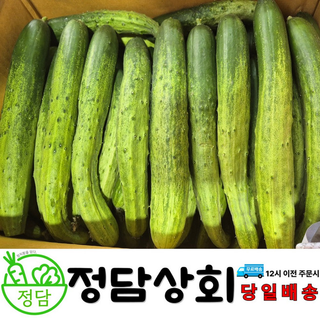 [ 정담상회 ] 국내산 백오이 다다기오이 못난이오이 백다다기[업소용] 10개(1.8~2kg내외) 20개(3.6~4kg내외) 10kg(45개내외), 1박스, 5개