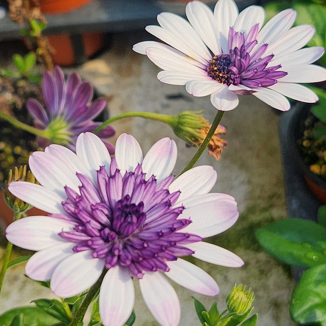 유담정원 농장직송 겹데모루 보라 겹꽃 오스테우스펄멈 디모르포세카 봄꽃 화초 모종 식물, 1개