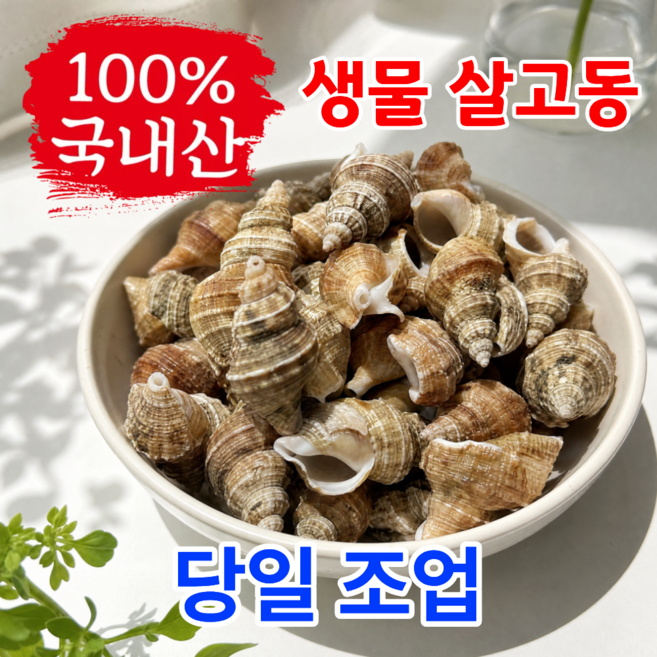 어부의뜰 국산 자연산 포항 생물 살고동 바다 고동 고추골뱅이 살고둥 고둥, 1개, 4kg 중소